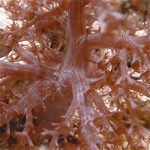 Kenya Tree Coral