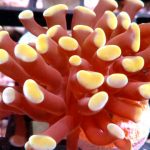 Hammer Coral