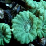 Candy Cane Coral