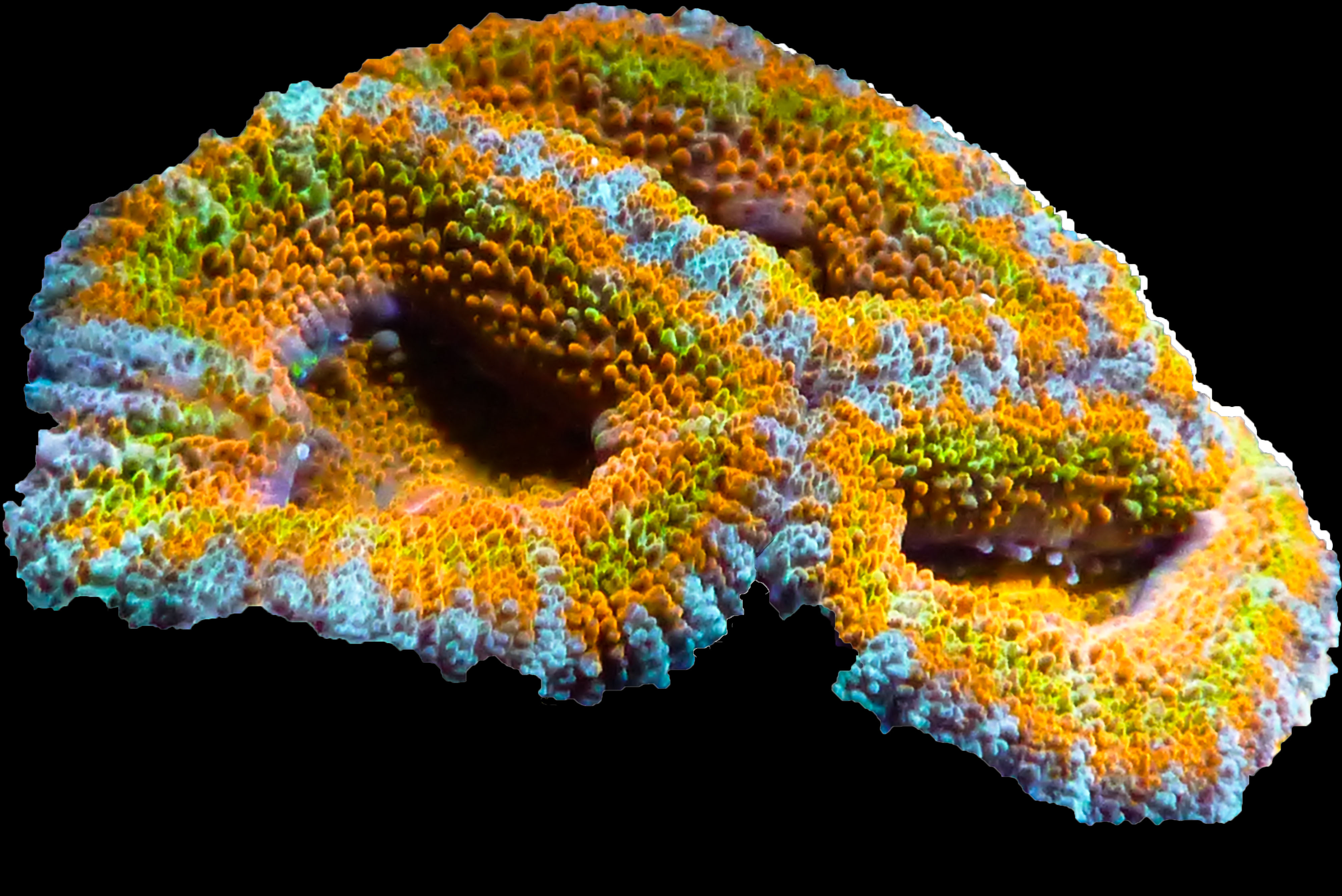 Acans Coral
