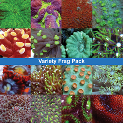variety-frag-pack