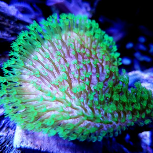 Tyree Green Polyp Toadstool 1 inch